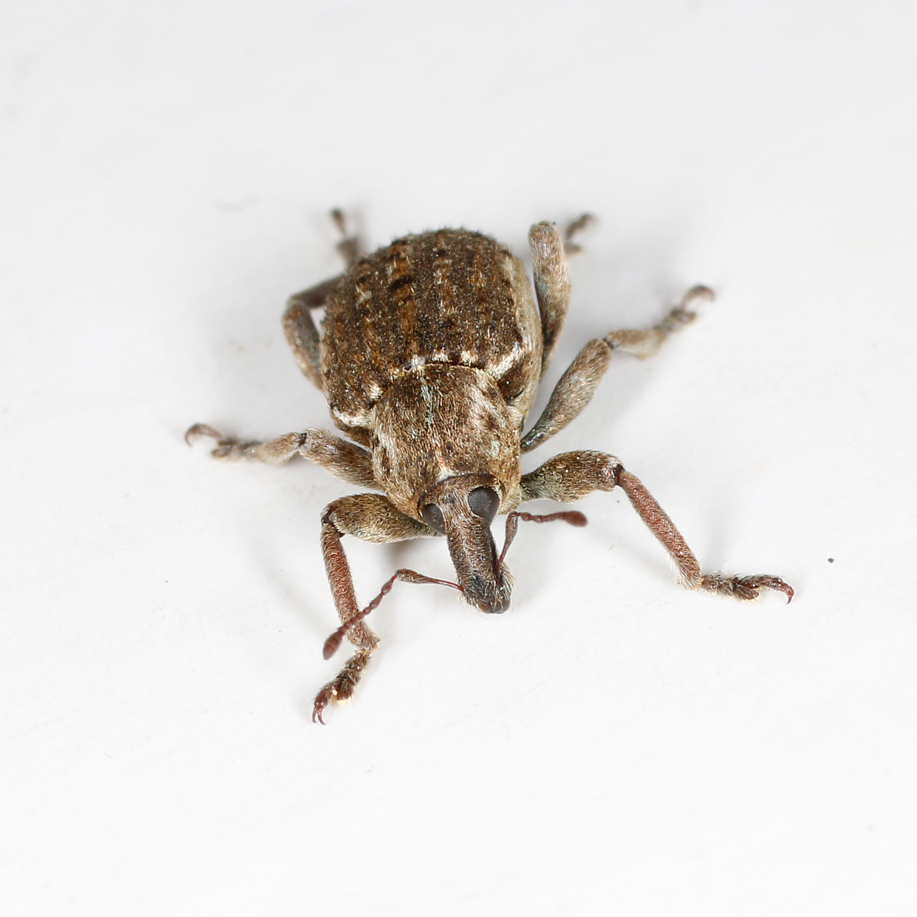 Curculionidae: Donus zoilus?